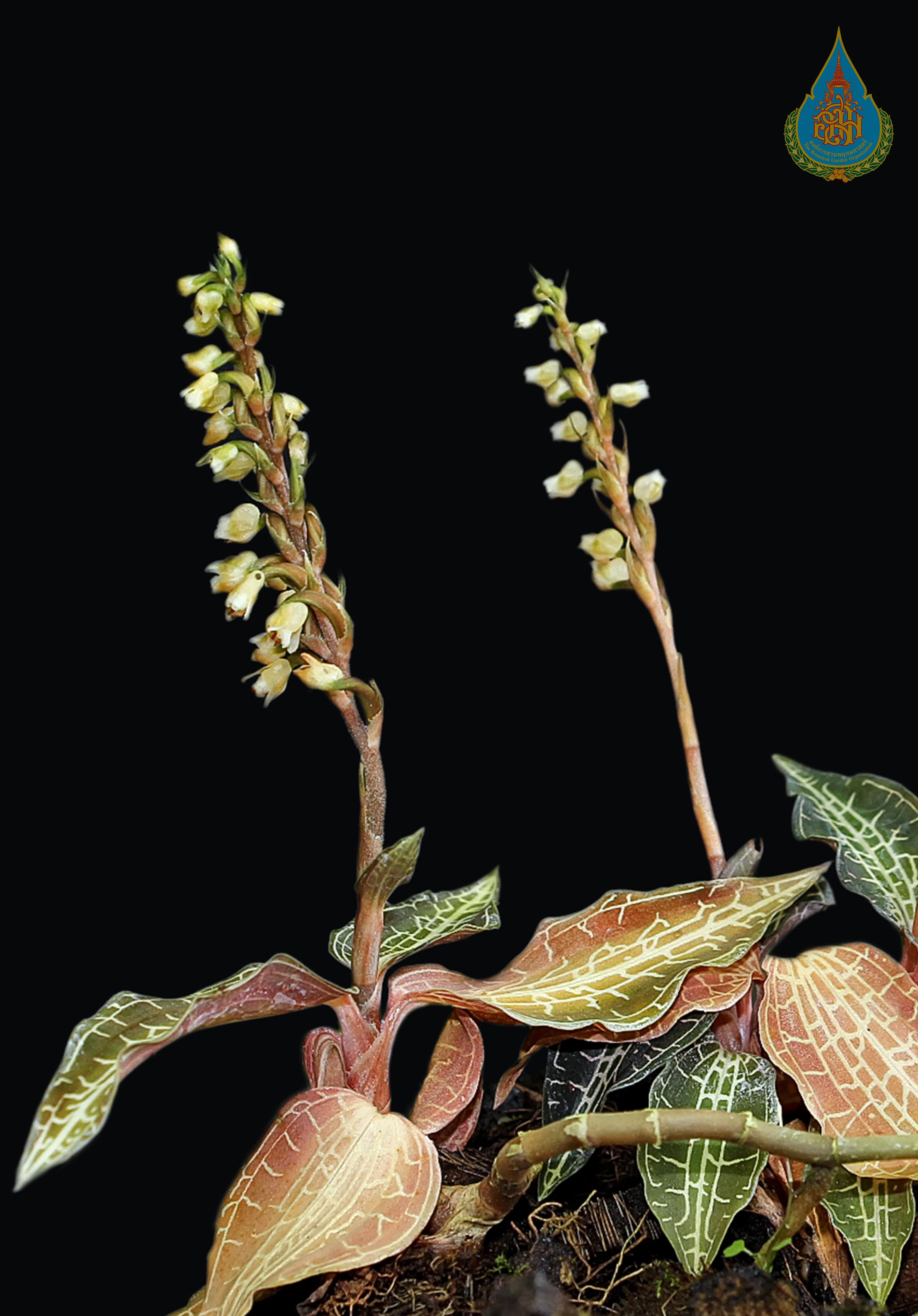 อั้วดอกหญ้าใบลาย Goodyera pusilla Blume<br/>ORCHIDACEAE